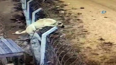 gunduzler -  Hırsızları uzaklaştırmak için tellerden atlayıp tasmasını kopardı...Çoban köpeğinin mücadelesi kamerada  Videosu