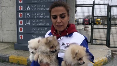 acik artirma - İhaleyle satılan köpekleri hayvanseverler aldı - EDİRNE Videosu