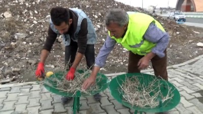 salar -  Kampüs alanına leylek yuvası kuruldu Videosu