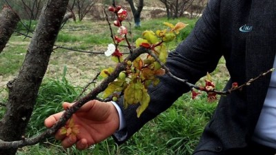 gunesli -  Mersin'de kayısı ağaçları erken çiçek açtı  Videosu