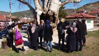 yerli turist - Taraklı'daki 7 asırlık çınar ağacına yoğun ilgi - SAKARYA  Videosu