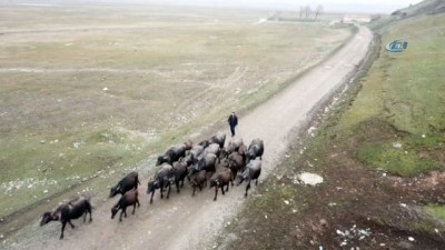 sudan -  Budaklı kaplıcasının müdavimleri yazın insanlar, kışın da mandalar...Mandaların kaplıca keyfi havadan görüntülendi  Videosu