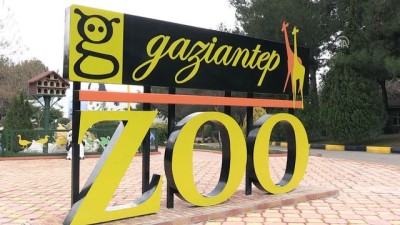 hayvanat bahcesi - Cumhurbaşkanına hediye edilen aslanlar Gaziantep'i sevdi  Videosu