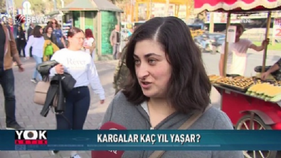 yok artik - Kargalar gerçekten 150 yıl mı yaşar? Videosu