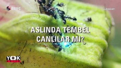 yok artik - Karıncalar, gerçekten çalışkan mı?  Videosu