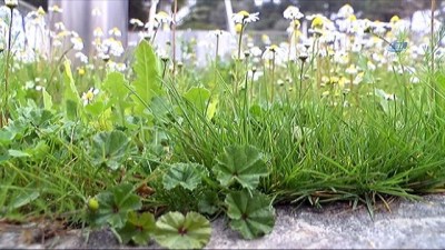 kaygan zemin -  Tarım şehri Şanlıurfa’da yağış bir hafta daha etkisini sürdürecek Videosu