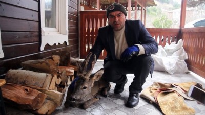 mahsur kaldi - Denize atlayan karaca kurtarıldı - KASTAMONU Videosu