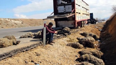 hayvan - Devrilen tırdaki 33 küçükbaş hayvan telef oldu - SİVAS Videosu