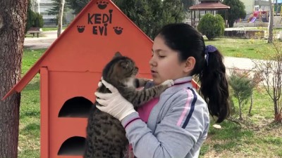 sokak hayvanlari - Küçük Elif'in 6 aylık harçlığı kedilere barınak oldu - AMASYA  Videosu