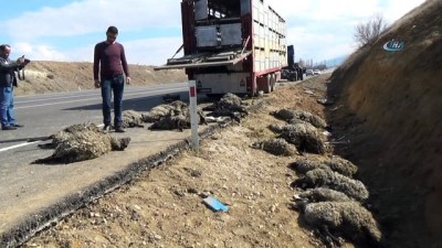 uttu -  Tır devrildi, 33 küçükbaş hayvan telef oldu  Videosu