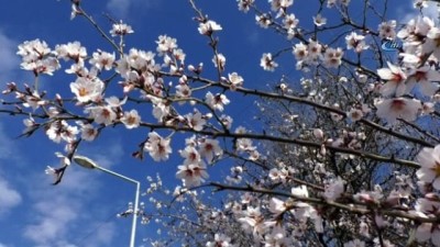 hava sicakliklari -  Tokat'ta kış mevsiminde meyve ağaçları çiçek açtı  Videosu