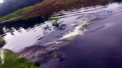 balik tutmak -  - Yakaladığı Balığı Timsaha Kaptırdı  Videosu
