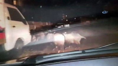 kalaba -  Marmaris’te domuz sürüsü şehre indi  Videosu