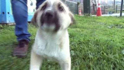sokak hayvanlari -  Şanslı köpeği 700 kilometre götürüp sağlığına kavuşturdular  Videosu