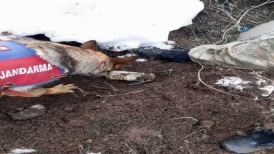 amonyum nitrat -  Tunceli'de 4 sığınak imha edildi, 150 kiloluk patlayıcı ele geçirildi Videosu