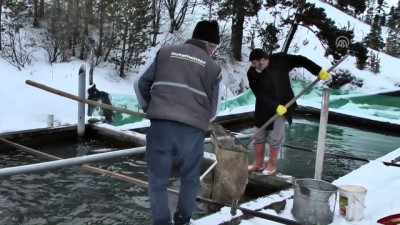 balik olumu - 'Kara kış' kendini göstermeyince kültür balıkçısının yüzü güldü - KARS  Videosu