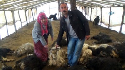 kurt saldirisi -  Kurtlar ahırdaki 49 keçiyi telef etti Videosu