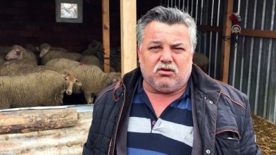 hastalik - Çanakkale'de şap karantinası  Videosu