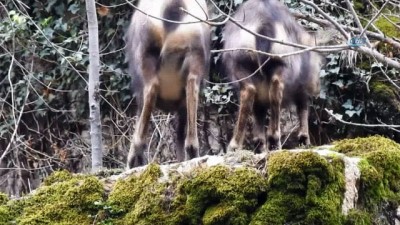 yaban kecisi -  Orman ve Su İşleri Bakanlığı tarafından korunan Çengel Boynuzlu Dağ Keçileri’nin sayısı her geçen zaman artıyor  Videosu