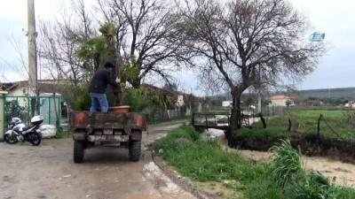 zeytinlik -  Ayvalık’ta şiddetli yağış ekili arazileri vurdu Videosu