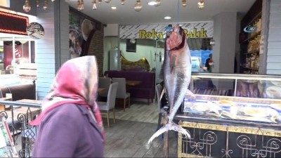 hatira fotografi -  Dev orkinos, vatandaşların ilgi odağı oldu  Videosu