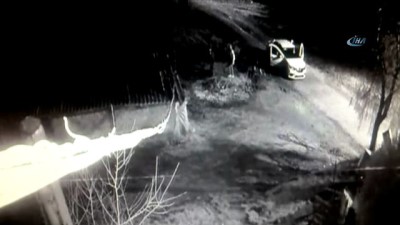 buyukbas hayvan -  Kiraladıkları araçla inekleri böyle çaldılar  Videosu