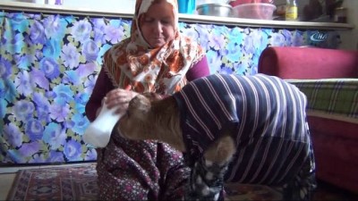 bebek -  Kuzu kadar buzağı  Videosu