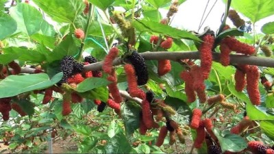 gubre -  Mersin'de yılın ilk karadut hasadı başladı  Videosu