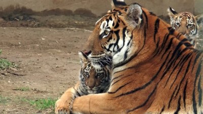 hayvanat bahcesi - Yavru aslan ve kaplanlar ziyaretçilerle buluştu - KAYSERİ  Videosu