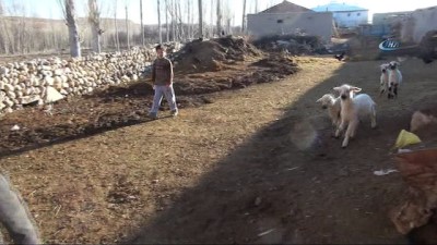 yaris -  'Alakız' anneleri ölen kuzulara annelik yapıyor  Videosu