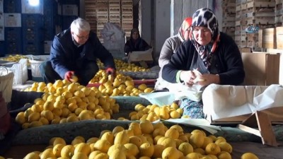 payas -  Limon değerleneceği güne kadar yatağa giriyor  Videosu