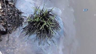 kaymakamlik -  Oltu Çayı'na zehir boşalttılar  Videosu