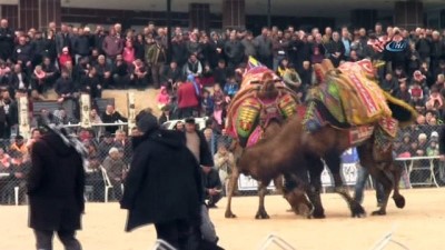 gures -  Seyircilerin arasına dalan deve 1 kişiyi yaraladı Videosu