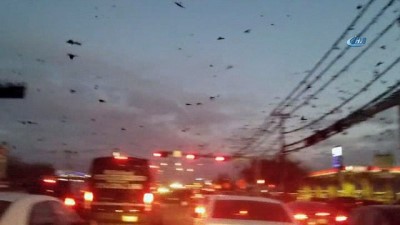 guzergah -  - ABD’de Göç Eden Kuşlar Paniğe Neden Oldu  Videosu