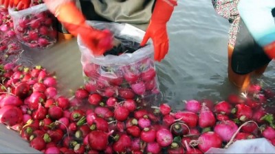 tarim iscisi - Soğuk suda ekmek mücadelesi - OSMANİYE  Videosu