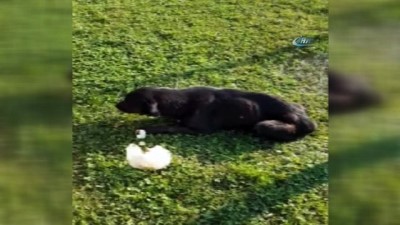 er kadin -  İstanbul’da göbeğinde vahşet...Köpeğin makatına silikon sıktılar Videosu