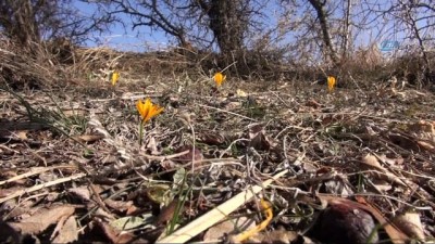 hava sicakliklari -  Baharın müjdecisi çiğdem çiçekleri erken açtı  Videosu