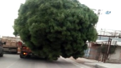 li na -  Çam ağacını karayolunda böyle taşıdılar  Videosu