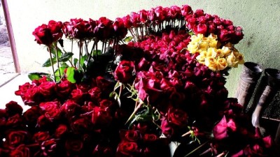 yaz mevsimi - Uzayan gül sezonu üreticisini sevindirdi - YALOVA  Videosu