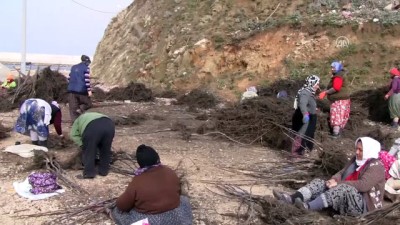 baglama - Bandırma'dan 32 ülkeye 2 milyon ceviz fidanı - BALIKESİR  Videosu