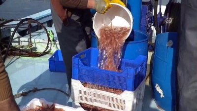 alamut - Küçük tekne balıkçıları 'karides' peşinde - TEKİRDAĞ  Videosu