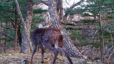 gesi -  - Rusya’da İlk Kez Kılıç Dişli Geyik Görüntülendi Videosu