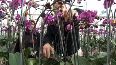 orta cag -  Sevgililerin orkidesi Antalya'dan  Videosu