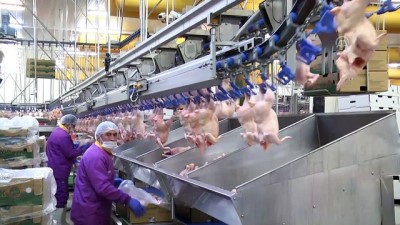 Balıkesir ekonomisini kanatlı sektörü sırtlıyor 