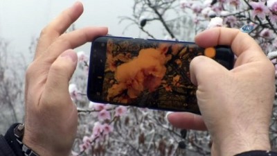 kar surprizi -  Çiçek açan meyve ağaçları kar altına kaldı  Videosu