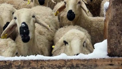 Kar yağışı - SİVAS 