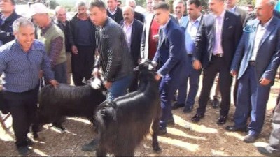 kurbanlik hayvan -  Sarıkeçili Yörüklerinden Mehmetçiğe destek  Videosu