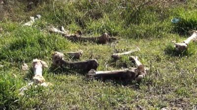 kacak kesim -  Terk edilmiş arazide yüzlerce hayvan kafatası bulundu  Videosu