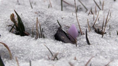 hava sicakligi - Baharın müjdeleyicisi kardelenler açtı - KARS  Videosu