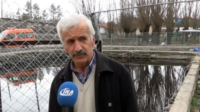 profesor -  Çankırı'da şifa dağıtan balıkların sayısı azalıyor  Videosu